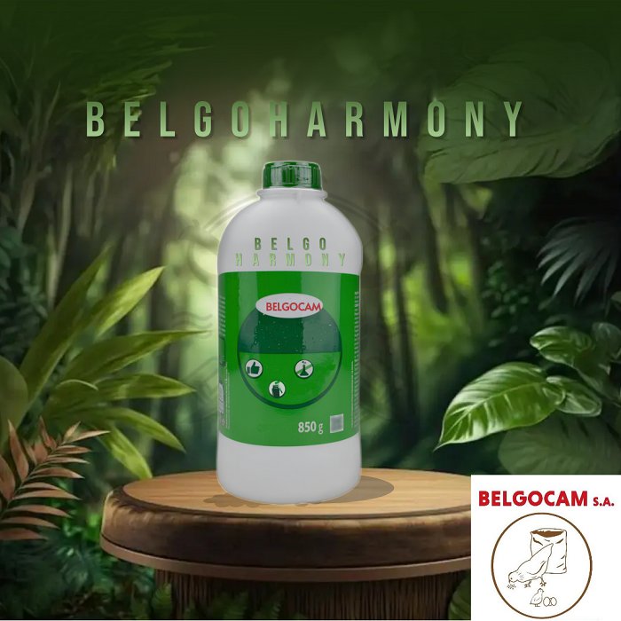 BELGO HARMONY