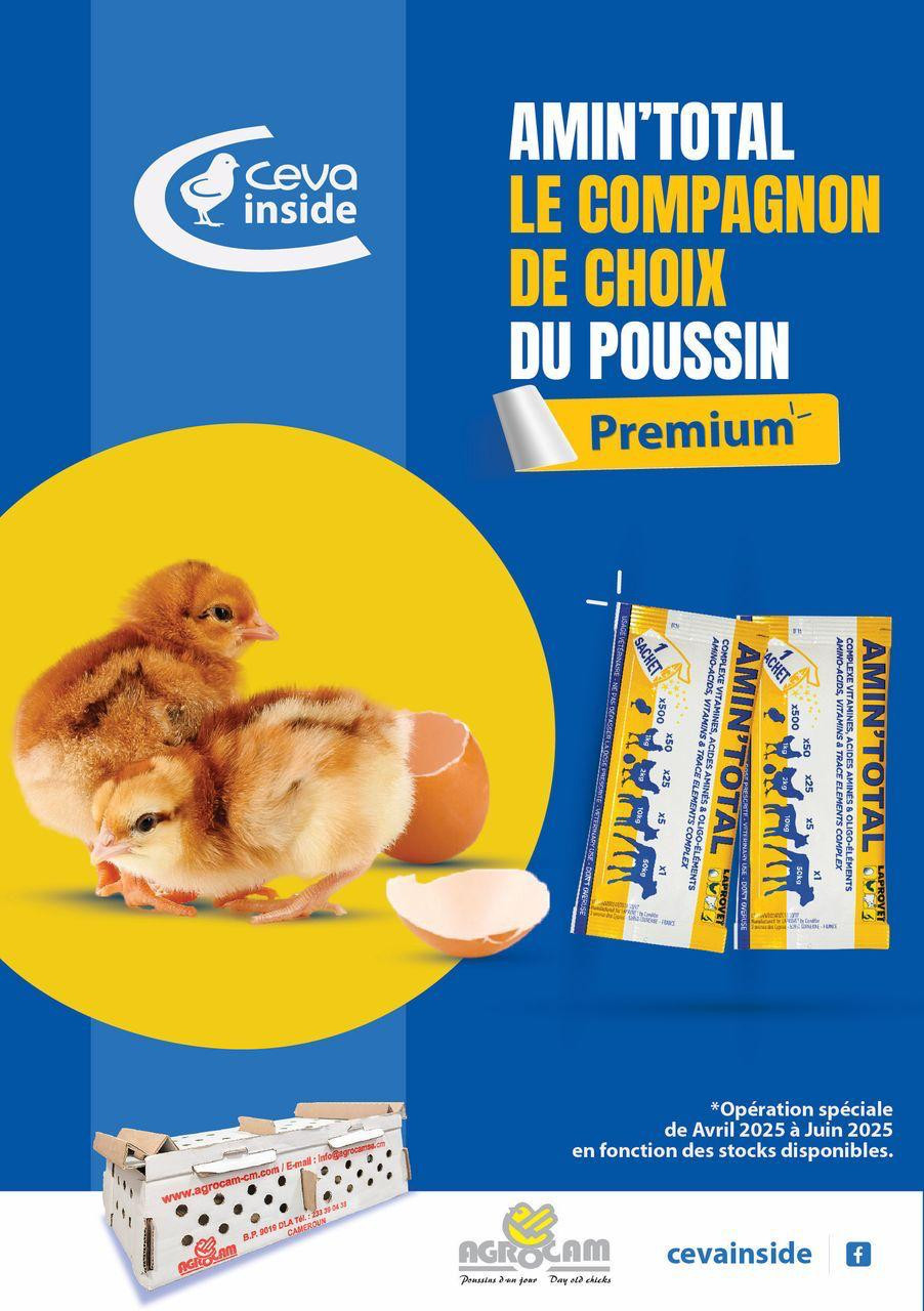 Poussins Premium AGROCAM