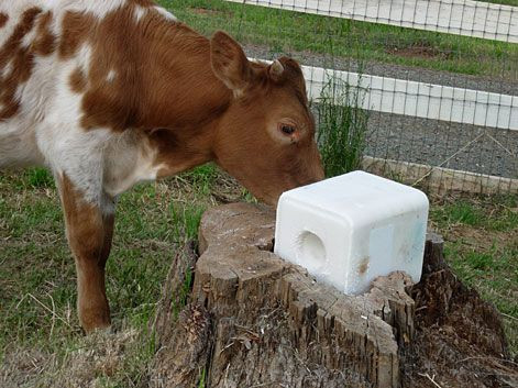 Pierre à lécher Bovin 5Kg