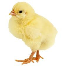 Poussin d'un jour chair