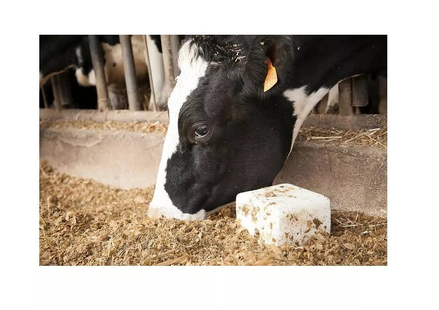 Pierre à lécher Bovin 1KG